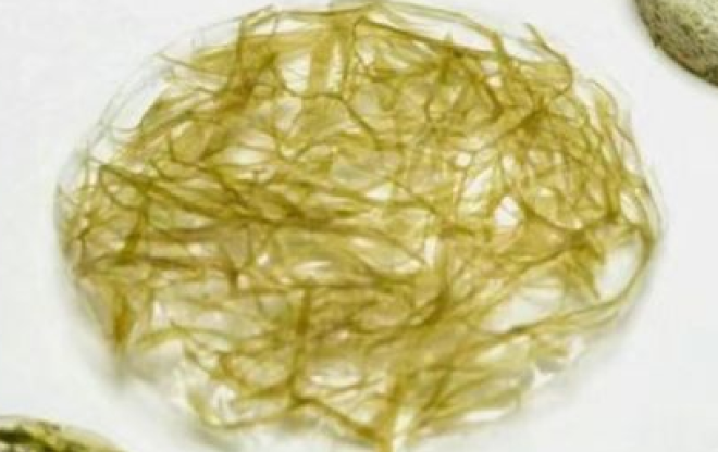 Hydroxypropyl Methylcellulose