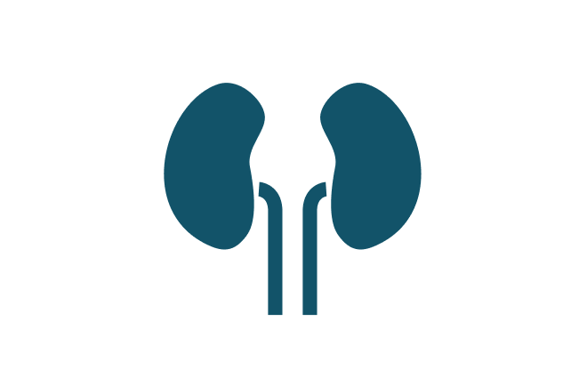 Kidney