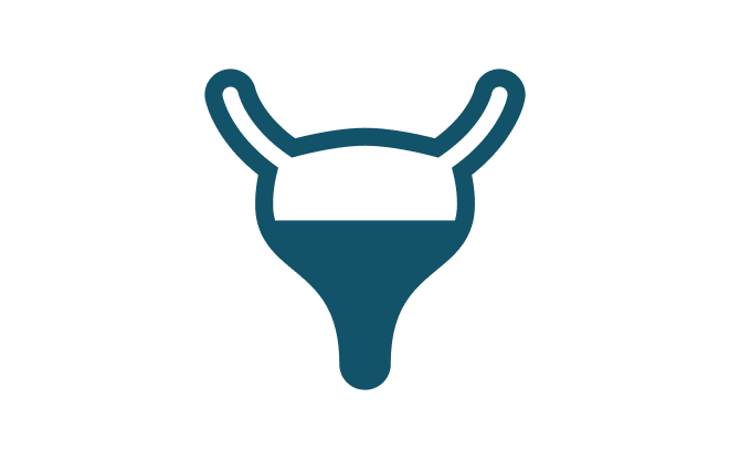 Bladder