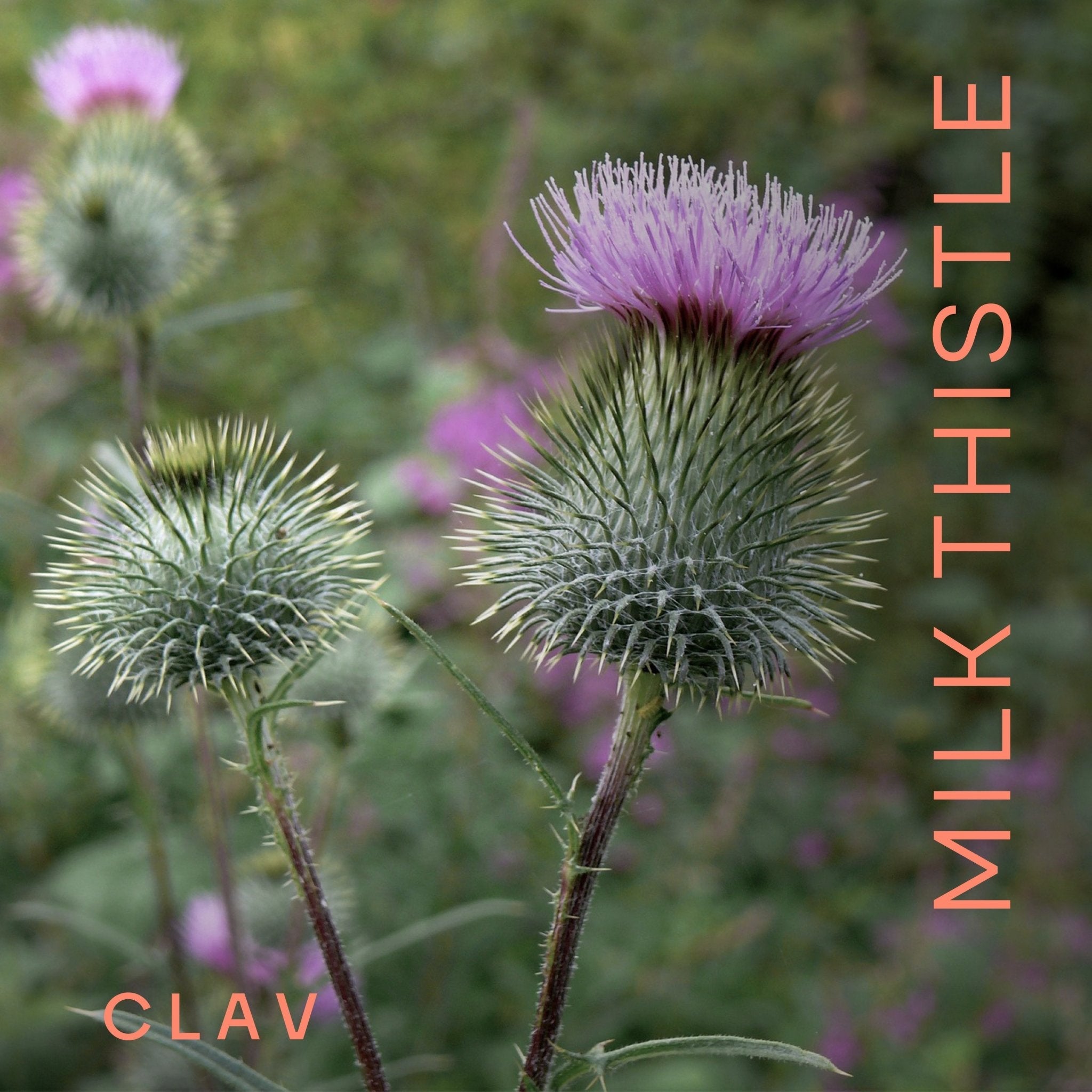 Organic Milk Thistle Complex