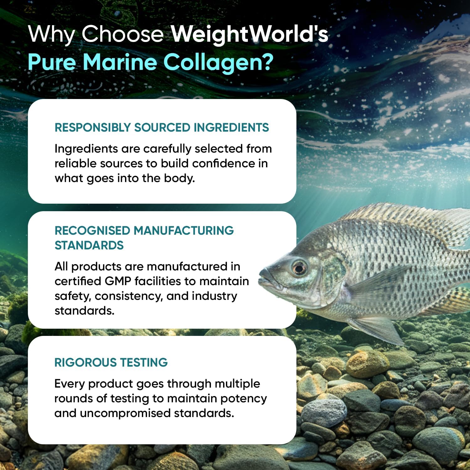 WeightWorld Pure Marine Collagen Capsules - 120 Capsules - 1200mg Per Serving - 2 Months Supply - Collagen Supplements for Women & Men - Highly Bioavailable Type 1 & 3 Hydrolysed Fish Collagen Peptides