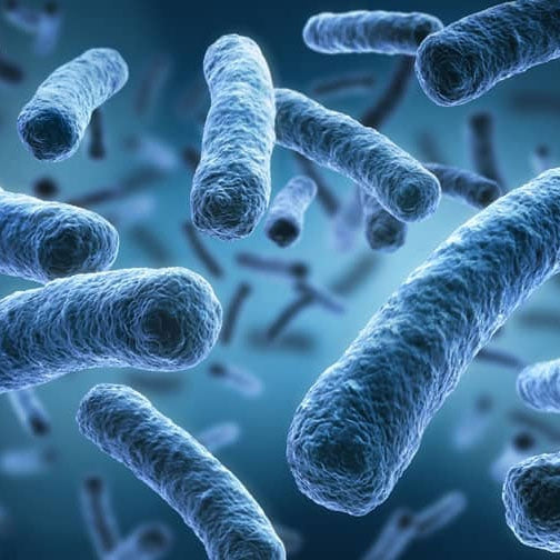 Orthomol, Pro 6 With a combination of selected gut symbionts and vitamin C ( 10 Capsules)